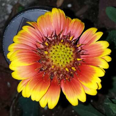 Gaillardia