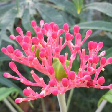 Jatropha multifida