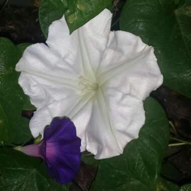 Ipomoea Alba