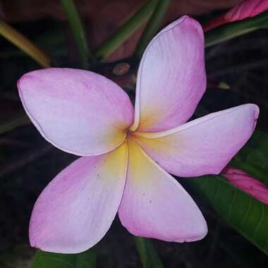 Plumeria