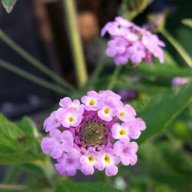 Lantana camara