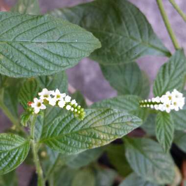 Heliotropium Angiospermum