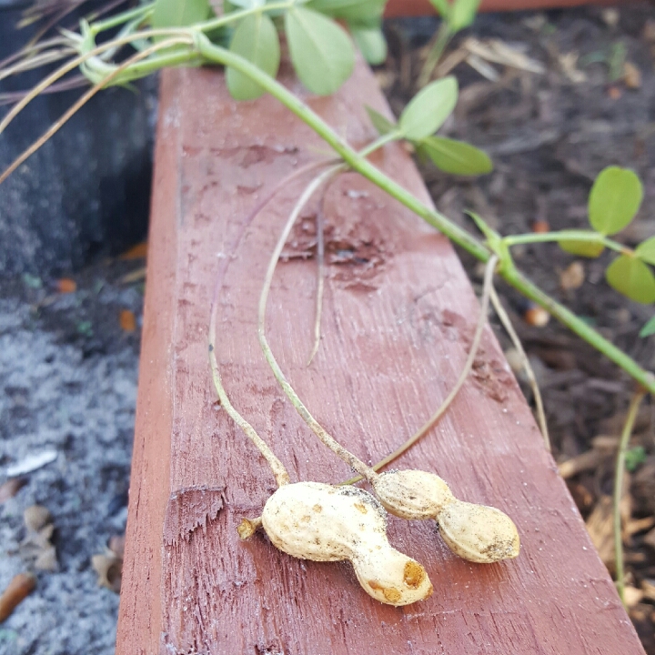 Plant image Arachis hypogaea