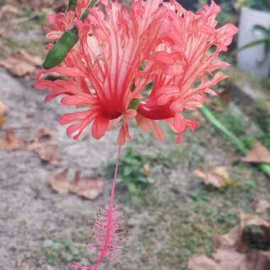 Hibiscus schizopetalus