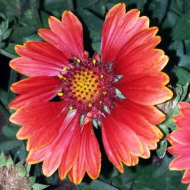 Gaillardia x grandiflora 'Arizona Red Shades' syn. Gaillardia 'Arizona Red Shades'