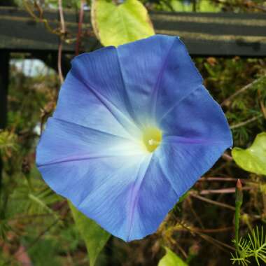 Ipomoea tricolor 'Heavenly Blue'