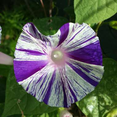 Ipomoea Purpurea Carnevale Di Venezia