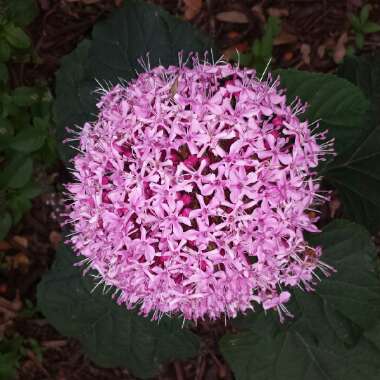 Clerodendrum bungei