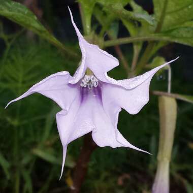 Datura Stramonium 'La Fleur Lilac'