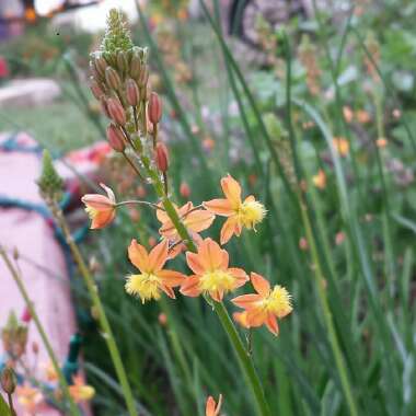 Bulbine frutescens