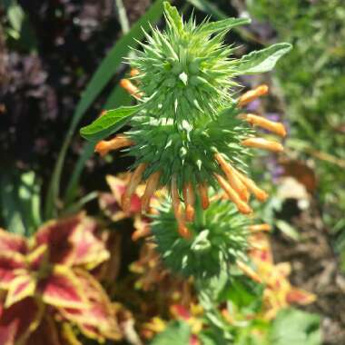 Leonotis