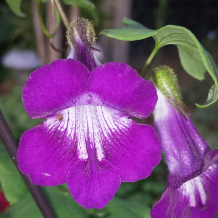 plant image 904306