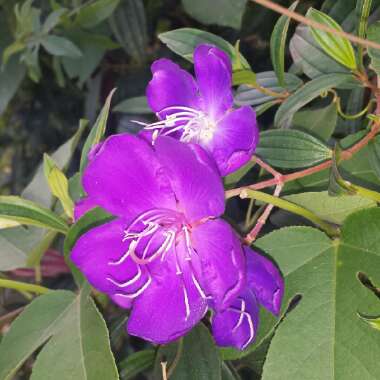 Tibouchina urvilleana