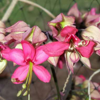 Clerodendrum thomsoniae 'Delectum'