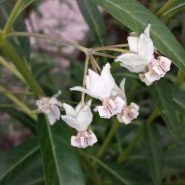 Gomphocarpus 'Hairy Balls'