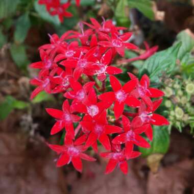 Pentas