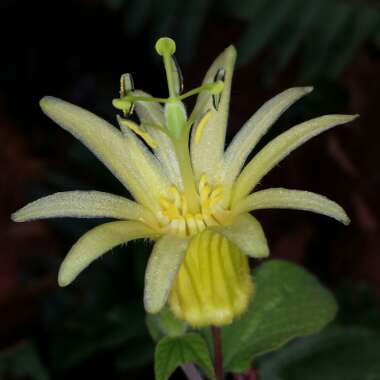 Passiflora Citrina