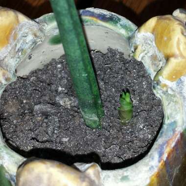 Sansevieria