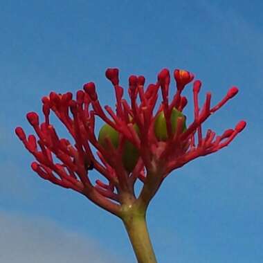 Jatropha multifida