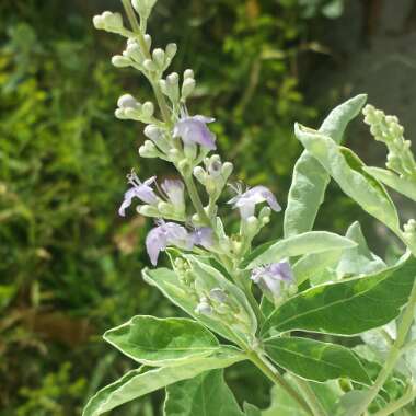 Vitex Trifolia Variegata