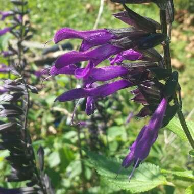 Salvia 'Amistad'