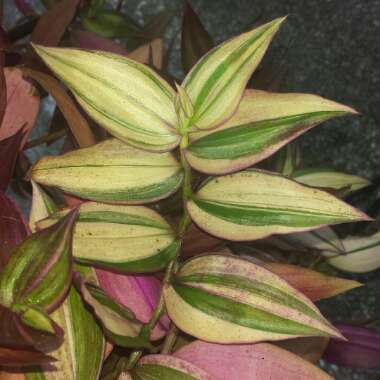 Callisia repens 'Variegata'