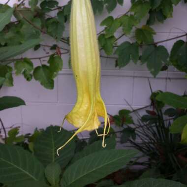 Brugmansia