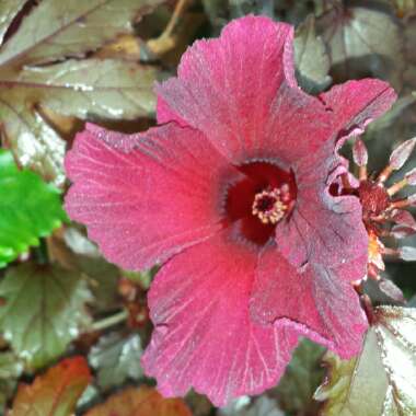 Hibiscus acetosella