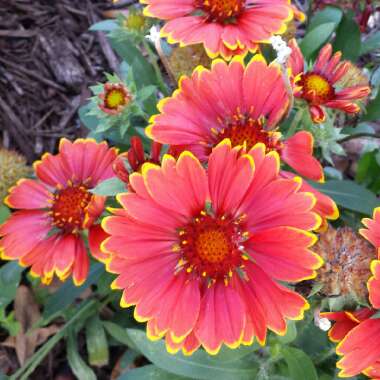 Gaillardia x grandiflora 'Arizona Red Shades' syn. Gaillardia 'Arizona Red Shades'