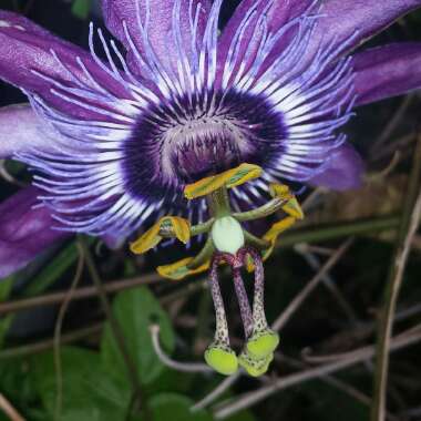 Passiflora 'Amethyst' syn. Passiflora 'Lavender Lady'