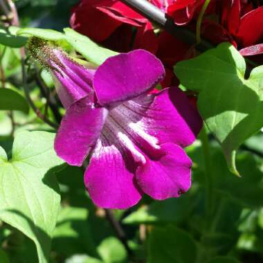 Asarina Scandens