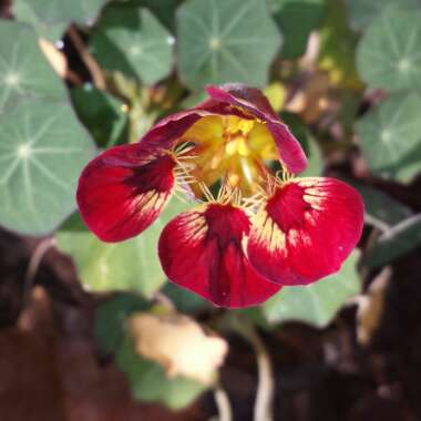 Tropaeolum majus