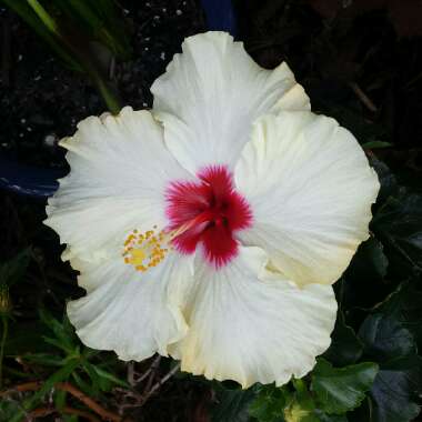 Hibiscus rosa-sinensis