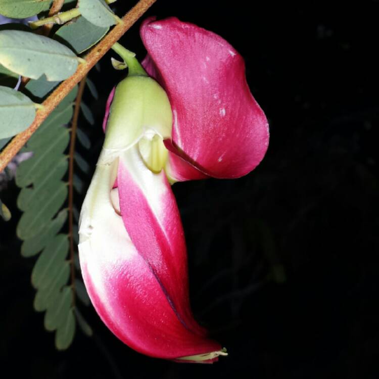 Plant image Sesbania grandiflora