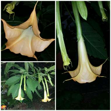 Brugmansia