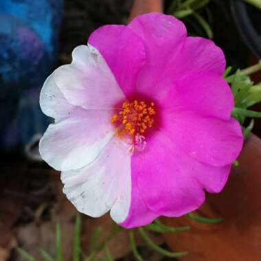 Portulaca grandiflora