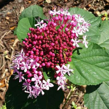 Clerodendrum bungei