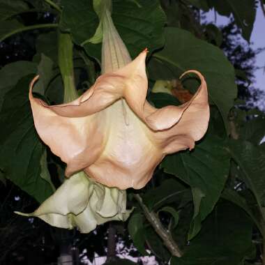 Brugmansia