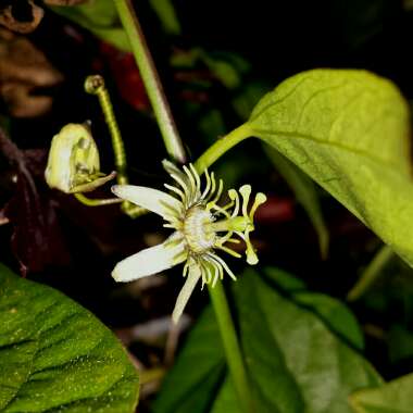 Passiflora suberosa