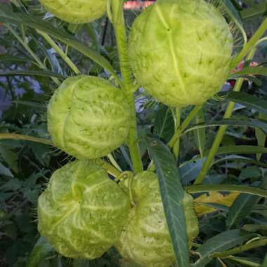 Gomphocarpus 'Hairy Balls'