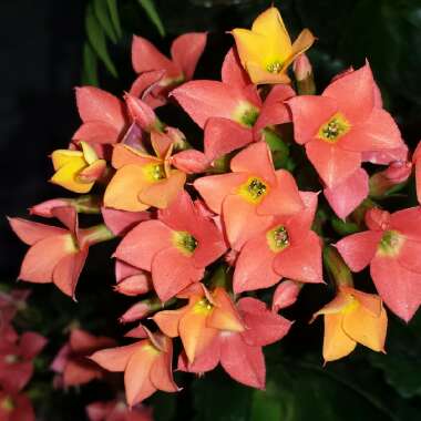 Kalanchoe Blossfeldiana