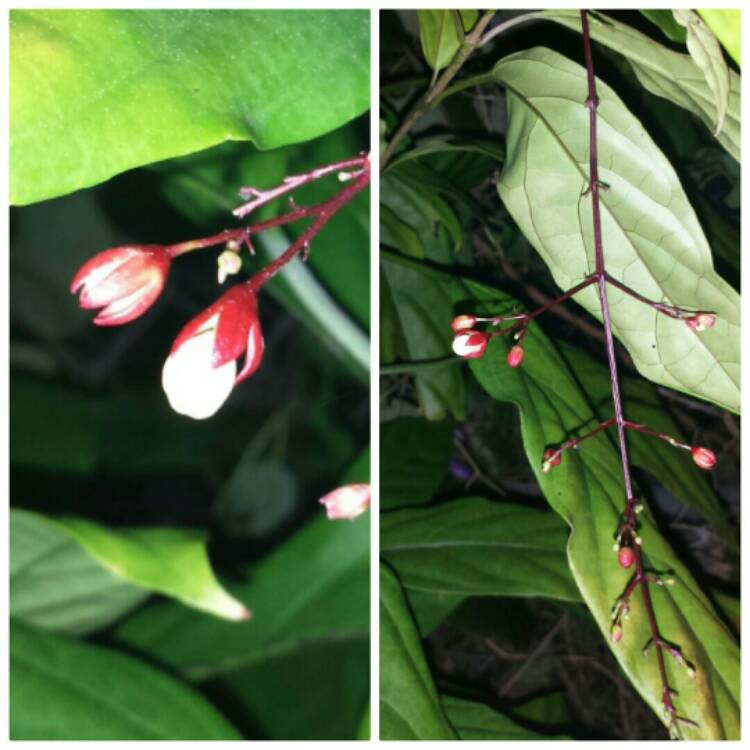 Plant image Clerodendrum Schmidtii syn. C. Smithianum