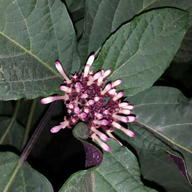 Clerodendrum quadriloculare