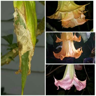 Brugmansia