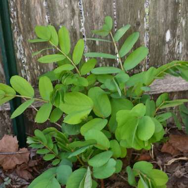 Senna alata syn. Cassia alata