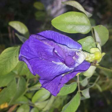 Clitoria ternatea