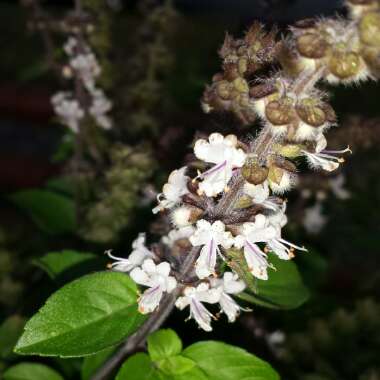 Ocimum 'African Blue' syn. Ocimum basilicum 'African Blue'