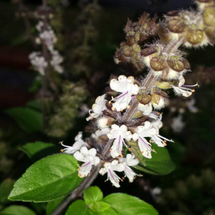 Plant image Ocimum 'African Blue' syn. Ocimum basilicum 'African Blue'