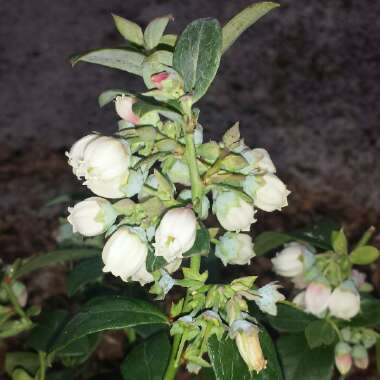 Vaccinium corymbosum