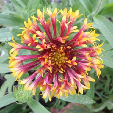 Gaillardia pulchella 'Sundance Bicolor'